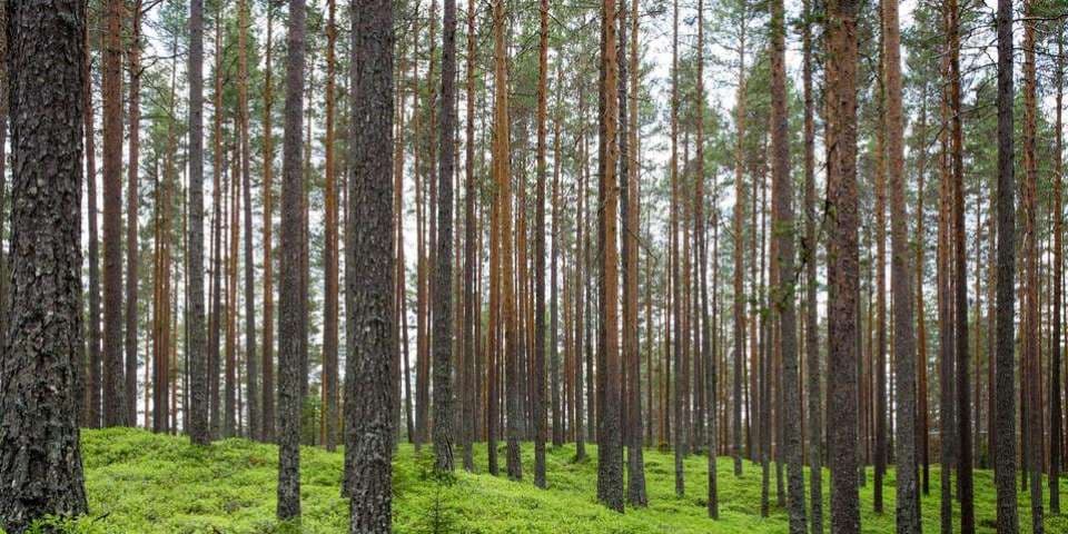 239p 239p